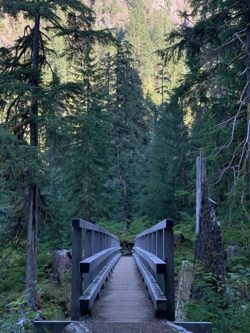 A wooden bridge spans a lush, green forest with tall trees and sunlight filtering through the foliage.