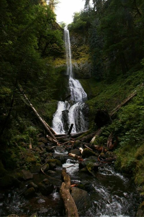 A serene waterfall cascades down rocky cliffs, surrounded by lush greenery and fallen logs in a tranquil forest setting.