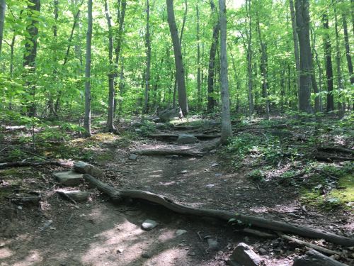 A sunlit forest path winding through lush green trees and scattered rocks.