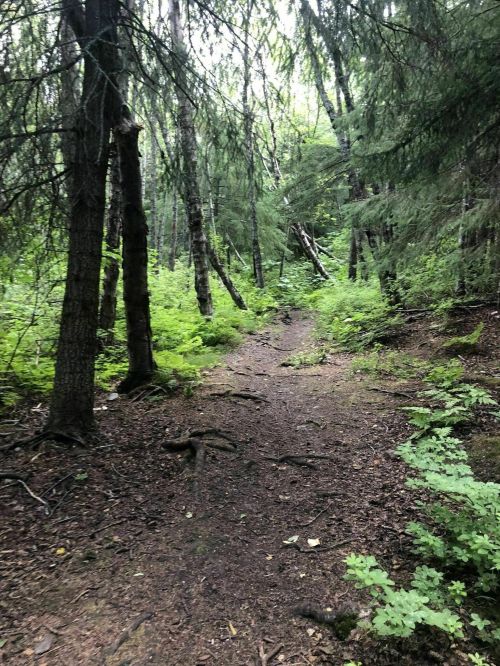 A narrow dirt path winding through a lush green forest with tall trees and dense underbrush.