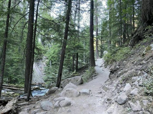 A winding trail through a lush forest, with tall trees and a rocky path alongside a flowing stream.