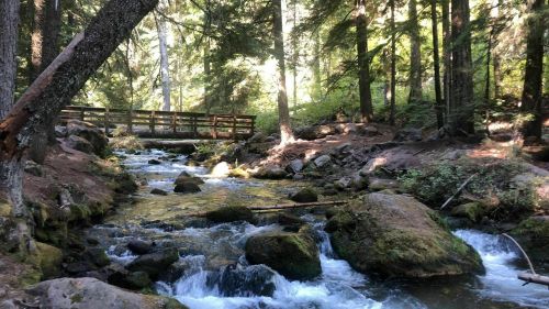 A serene forest scene with a flowing stream and a wooden bridge surrounded by lush greenery and rocks.