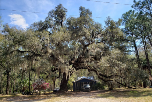 A large, moss-covered oak tree stands near a small house, surrounded by lush greenery and a clear blue sky.