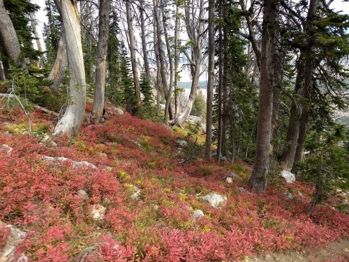 A forest scene with tall trees and vibrant red foliage covering the ground, creating a colorful autumn landscape.