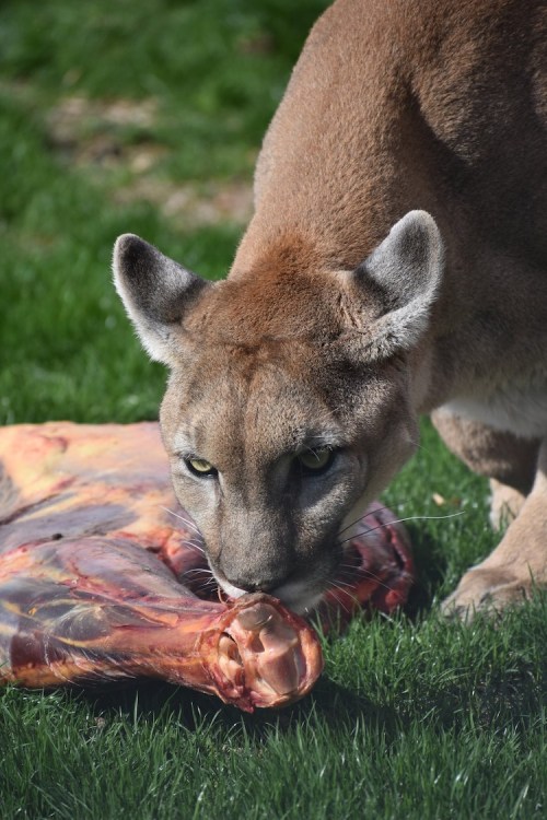A close-up of a cougar sniffing a large piece of meat on green grass.