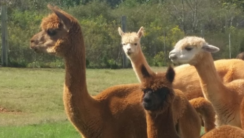 A group of alpacas in a grassy field, featuring various colors and sizes, with trees in the background.