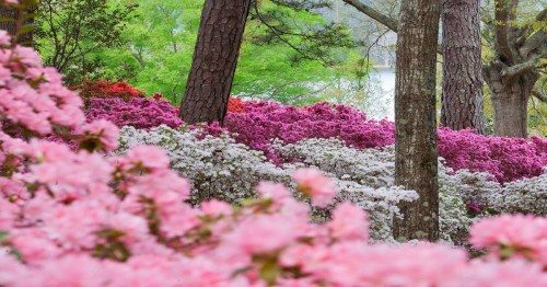 A vibrant garden filled with pink and white azaleas, surrounded by trees and lush greenery.