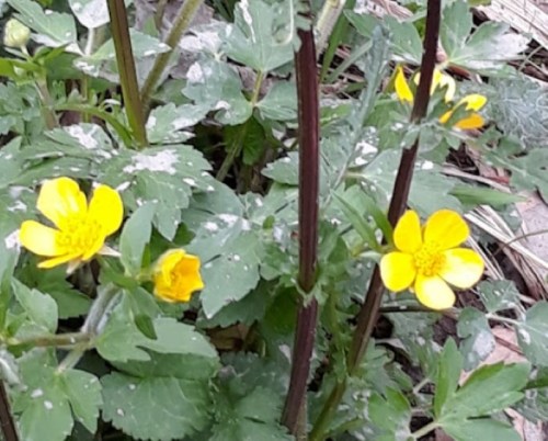 A cluster of small yellow flowers surrounded by green leaves and stems in a natural setting.