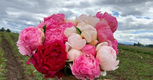A bouquet of pink and white peonies against a cloudy sky and a field in the background.