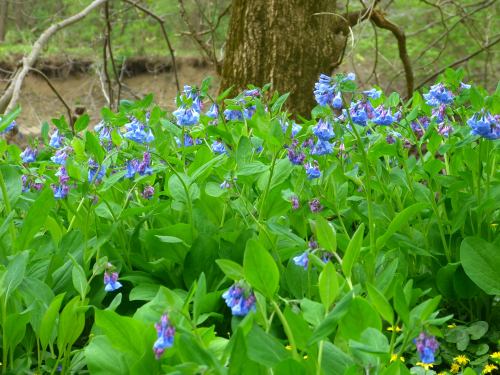 A lush patch of blue and purple wildflowers surrounded by green leaves, near a tree and a stream in the background.