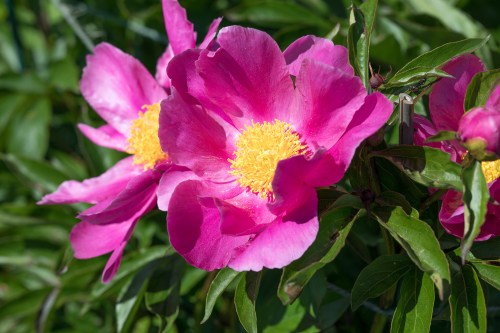 Bright pink peony flowers with yellow centers, surrounded by lush green leaves.