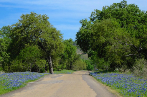 A winding road surrounded by lush greenery and blue wildflowers under a clear blue sky.