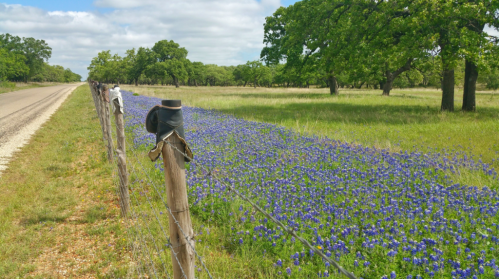 A rural scene featuring a barbed wire fence beside a field of bluebonnet flowers and a winding road under a cloudy sky.