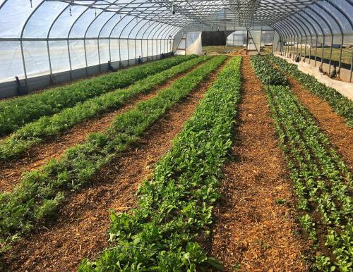 A greenhouse with rows of vibrant green plants growing in soil, surrounded by clear plastic walls and natural light.