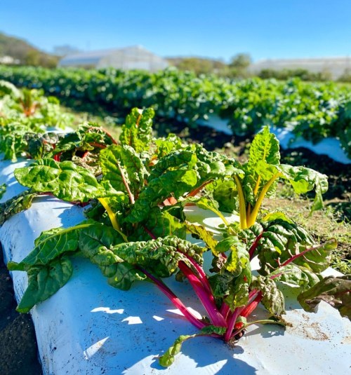 Vibrant Swiss chard plants growing in a sunny field, with green leaves and colorful stems against a clear blue sky.