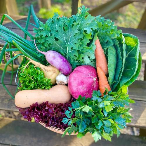 A vibrant assortment of fresh vegetables, including kale, carrots, radishes, and herbs, arranged in a basket.