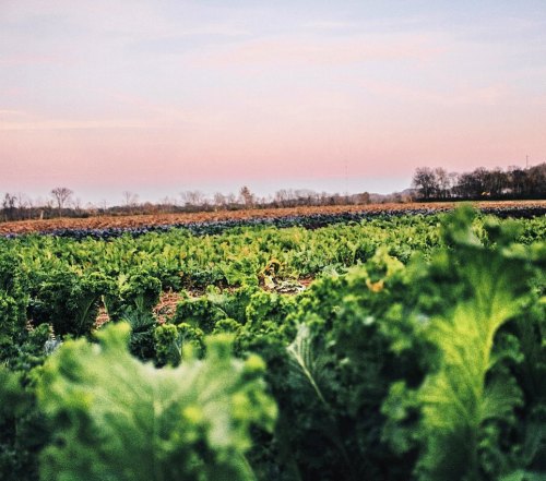 A lush green field of kale with a pastel sky at dusk in the background.