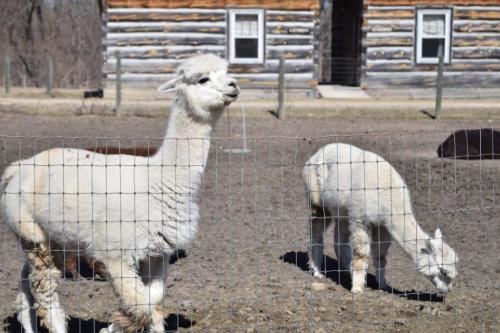 Two white llamas stand in a fenced area with a log cabin in the background on a sunny day.