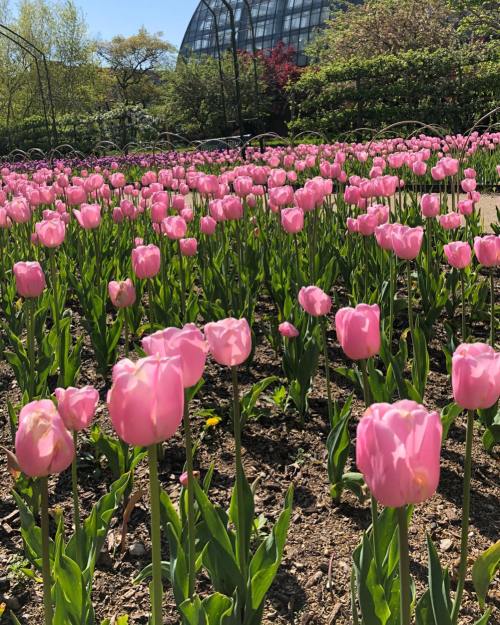 A vibrant field of pink tulips in full bloom, with a greenhouse and greenery in the background.