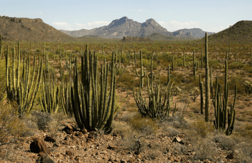 A desert landscape featuring tall cacti, rocky terrain, and distant mountains under a clear blue sky.