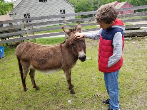 A child gently pets a small donkey in a grassy area near a wooden fence and farm buildings.