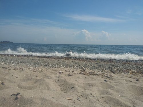 A sandy beach with gentle waves lapping at the shore and a seagull standing near the water's edge under a blue sky.