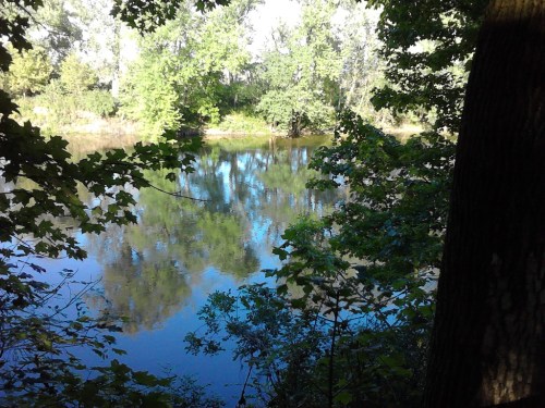 A serene river scene surrounded by lush green trees, reflecting the foliage on the calm water's surface.