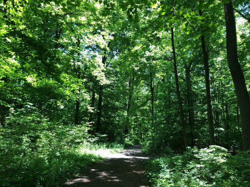A sunlit path winding through a lush green forest with tall trees and vibrant foliage.