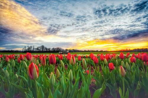 A vibrant field of red tulips under a dramatic sky at sunset, with clouds illuminated by warm colors.