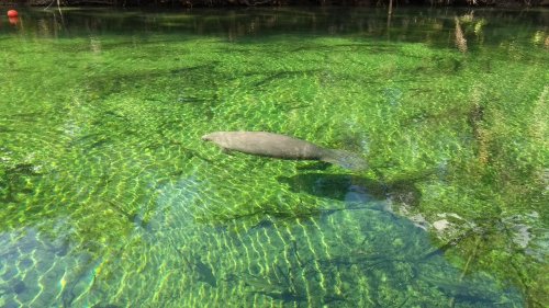 A manatee swims gracefully in clear, green water surrounded by fish and aquatic plants.