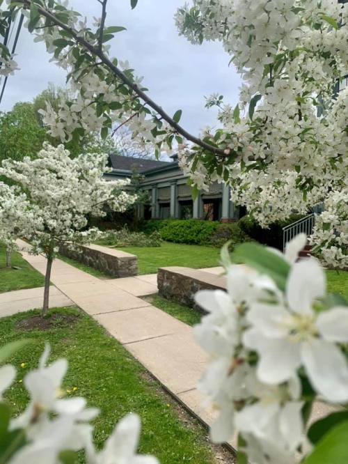 Blossoming white flowers frame a pathway leading to a house, with lush greenery in the background.