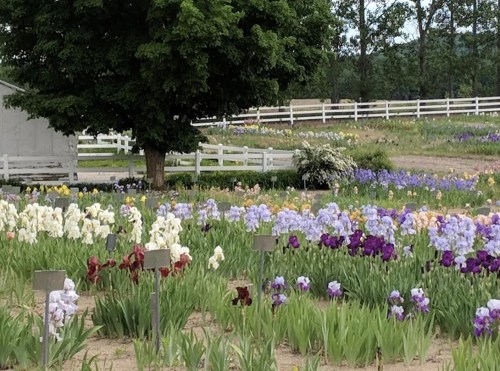 A vibrant field of irises in various colors, with a tree and white fence in the background.