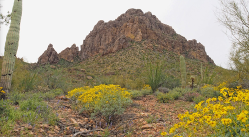 A rocky mountain rises above a desert landscape dotted with yellow wildflowers and cacti.