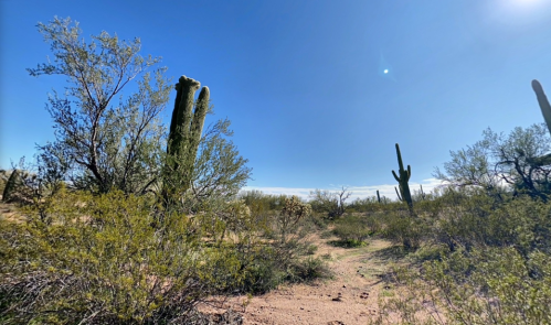 A desert landscape featuring tall cacti, sparse vegetation, and a clear blue sky.