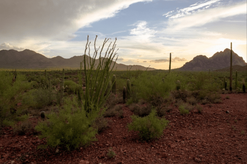 A desert landscape at sunset, featuring cacti, shrubs, and distant mountains under a colorful sky.