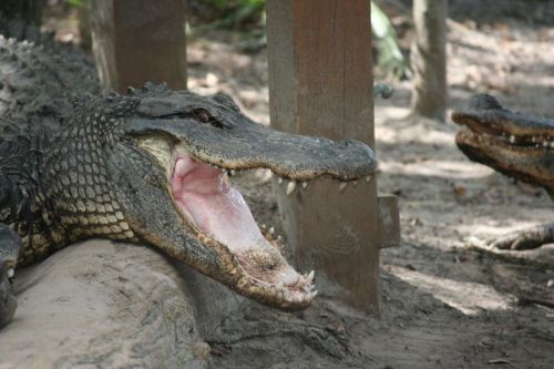 A close-up of a crocodile with its mouth wide open, resting on a sandy surface near wooden posts.