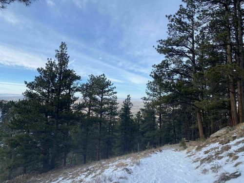 A snowy trail winds through tall pine trees, with a clear sky and distant landscape visible in the background.