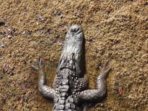 A close-up of a crocodile resting on dry grass, showcasing its textured skin and powerful limbs.