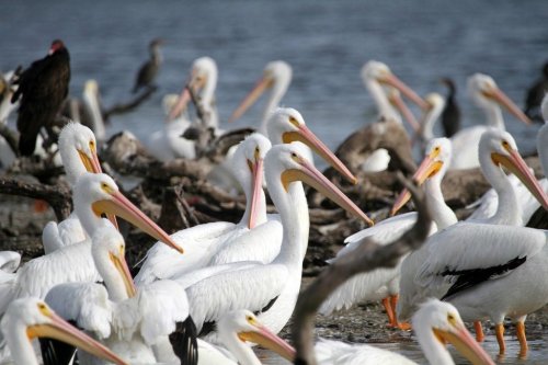 A flock of white pelicans with long beaks gathered near water, surrounded by other birds in the background.