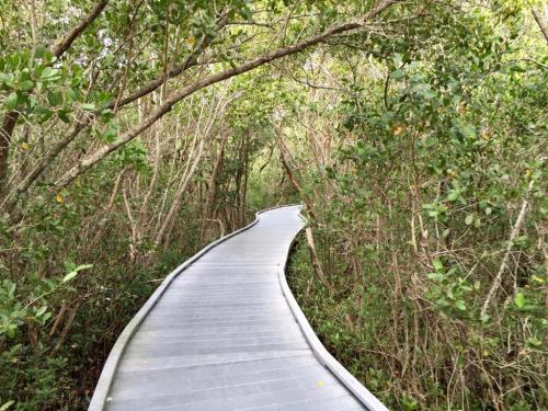 A winding boardwalk path through a lush, green mangrove forest.
