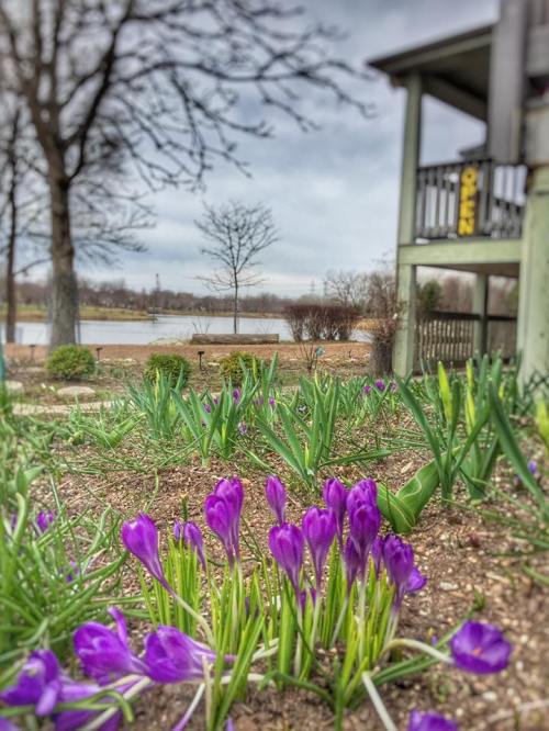 A garden with blooming purple crocuses in the foreground, near a lake and a wooden structure in the background.