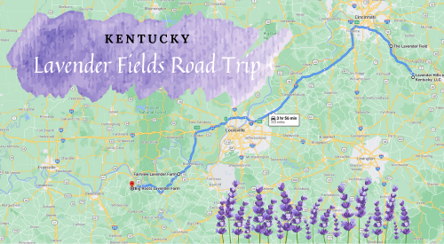 Map of Kentucky highlighting a lavender fields road trip route, featuring lavender illustrations at the bottom.