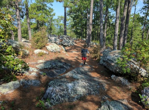 A person walks along a rocky trail surrounded by tall pine trees and greenery.