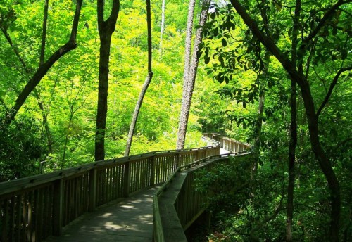 A winding wooden boardwalk through a lush green forest with tall trees and vibrant foliage.