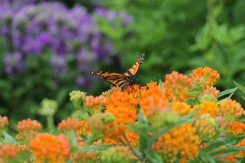 A monarch butterfly perched on vibrant orange flowers, surrounded by lush green foliage and purple blooms in the background.