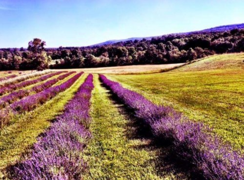 A vibrant lavender field with rows of purple flowers stretching across a green landscape under a clear blue sky.