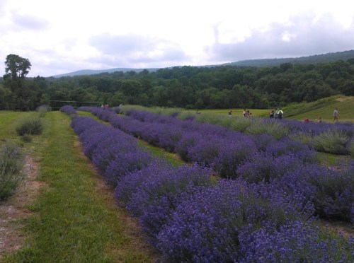 A field of vibrant purple lavender stretches across the landscape, with green hills and cloudy skies in the background.