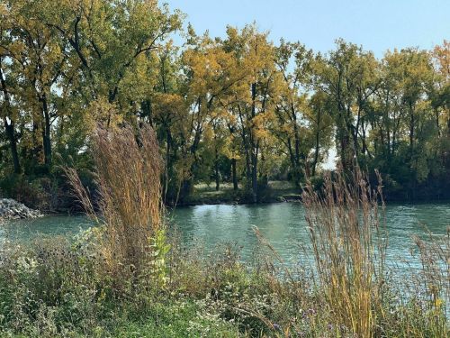 A serene river scene with trees displaying autumn colors and tall grasses along the water's edge.