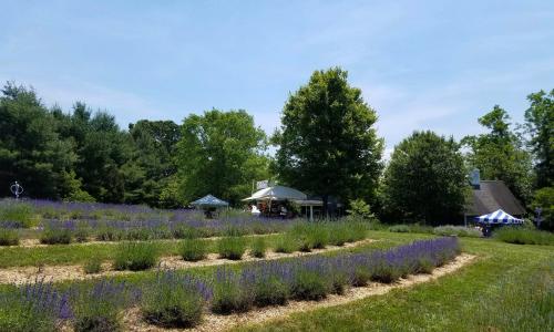 A lavender field with rows of purple flowers, surrounded by trees and a small building in the background under a clear sky.