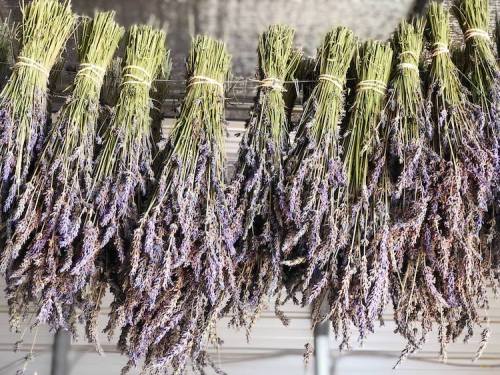 Bunches of dried lavender hanging in a row, showcasing their purple flowers and green stems.